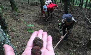 四川会东县出台措施保卫松露，打击“掠夺式”采挖