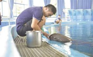 为何选择水族馆？江豚“迁馆”繁育大讨论背后：四大争议待解