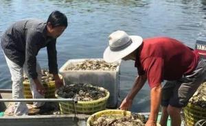 洪泽湖污染影响如何消除成难题，“螃蟹大战”泗洪先输一局