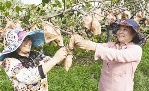 成都試點(diǎn)培養(yǎng)3萬(wàn)名新型職業(yè)農(nóng)民，分類培訓(xùn)后進(jìn)行等級(jí)評(píng)定