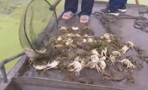 中青报：上游泄洪下游鱼蟹大量死亡，厘清天灾与人祸十分重要