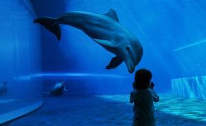 上海海昌海洋公園十一起試營(yíng)業(yè)，今年平日票299元