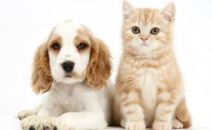 喵星人与汪星人的铲屎官画像