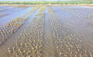 還記得鐘揚留給上海的紅樹林嗎？復(fù)旦團隊正重啟引種之路