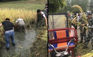 成都一高校学生边军训边“割水稻”