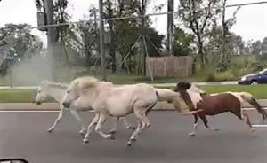 一群越獄“真寶馬”狂奔成都天府大道，跑了十公里被馬場追回