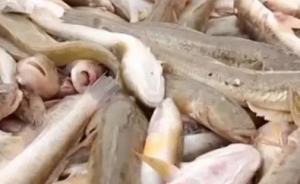 河北查獲“海霸”團伙：圈占海域強迫交易敲詐勒索，涉案3億