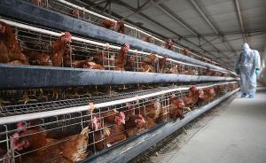 常州發(fā)現(xiàn)H7N4禽流感病例,證實(shí)該病毒可致嚴(yán)重人類感染