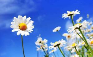 通過附條件不起訴，湖北過去5年118名失足少年圓大學(xué)夢