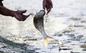 新华社调查洪泽湖鱼蟹死亡：上游泄洪变泄污，9万亩水产受灾