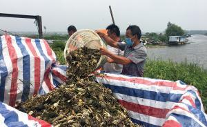直播錄像丨黑水來(lái)襲，洪澤湖2萬(wàn)多畝魚(yú)蝦螃蟹死絕，漁民哭暈