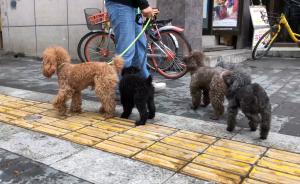 媽媽替子照顧流浪狗：孩子善心不能辜負(fù)