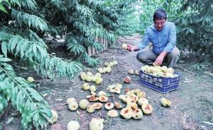 顧客桃園買桃遭拒，果農：桃子生蟲，昧良心的錢咱不能賺