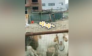 爛尾多年后小區(qū)內(nèi)放羊：開(kāi)發(fā)商資金斷裂