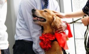 上海4條搜爆犬“退役”，尋獲各自新主