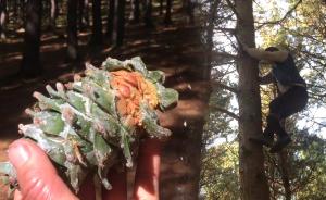 生死打塔人:月入最高兩萬(wàn),曾有人失蹤