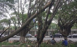 深觀察｜臺風中這么多樹倒了，不該問個為什么嗎？