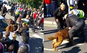 英國中學(xué)百人打群架，警犬直升機(jī)都來了