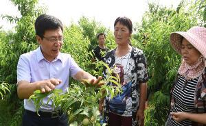 王者農(nóng)民⑤｜果樹技術(shù)狂楊良杰：打通推廣“最后一公里” 