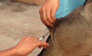 世界狂犬病日｜專家估計(jì)中國“恐狂癥”患者或達(dá)數(shù)十萬