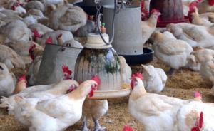 貴州惠水縣發(fā)生一起家禽H5N6亞型高致病性禽流感疫情
