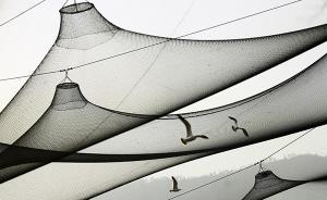 村民架網(wǎng)保護(hù)蛙場(chǎng)纏死飛鳥，涉非法獵殺珍貴野生動(dòng)物被拘役