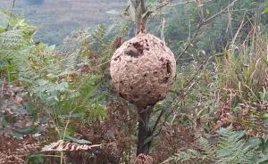 贵州毕节两姐妹被群蜂蜇，7岁妹妹身亡