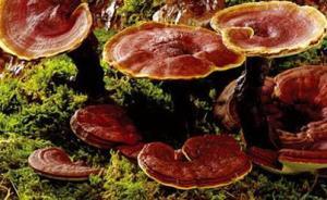 天津海關(guān)截獲旅客非法攜帶入境靈芝，來自新西蘭