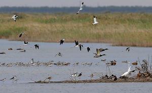 國家林草局部署打擊亂捕濫獵候鳥，要求斬斷“黑色產(chǎn)業(yè)鏈”