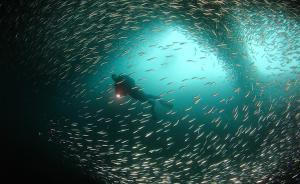 去哪儿玩 | 菲律宾沙丁鱼风暴了解一下