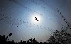 西安女子秦嶺山坡上撐粘網，捕捉“三有”鳥類20只被罰千元