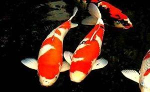 漲知識｜這兩天刷屏的錦鯉，是怎么與好運掛鉤的