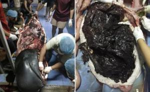 垃圾分类新风｜全球70年产了83亿吨塑料，如何变废为宝？