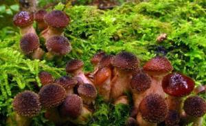 科學(xué)家發(fā)現(xiàn)地球最大生物體：密歇根蜜環(huán)菌比藍(lán)鯨大兩倍
