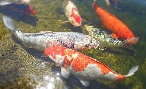 馬上評｜“錦鯉”最近很忙，但騙子也沒閑著