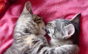 為什么要做婊：把電臺當作性/情界的《康熙來了》來做