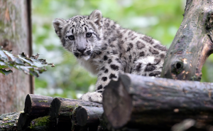 世界雪豹日：我國雪豹數量占全球6成