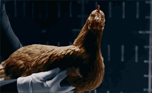 廣西通報疫情檢測作假：3只雞代表60只送檢，差點鬧出恐慌