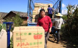 涼山50萬斤蘋果滯銷急哭小女孩？政府：假的，故意賣窮賣苦