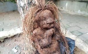 高三女孩生白發(fā)，媽媽尋來黑發(fā)“秘方”卻讓女兒吃出肝損傷