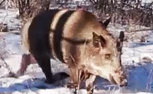 探訪冬季鄂倫春族人的狩獵文化