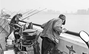 一天竟能釣200斤鱸魚！聽說鱸魚“泛濫”錢塘江邊千竿垂釣