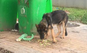 夫妻“救助”警犬被追責(zé)，當(dāng)事人：望視頻還清白