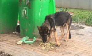 浙江夫妻称救助警犬但被警方认定盗窃：涉事警犬一月被盗两次