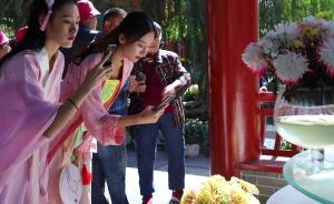 279萬盆菊花亮相，游客著宋裝游園