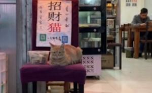 網(wǎng)紅“招財(cái)”貓賣萌賺錢買魚吃