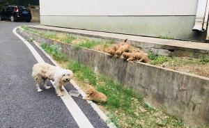 中南民族大学回应校内疑似出现虐狗事件：消息不属实