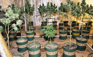 男子沉迷嘻哈文化，家中種植大麻被抓