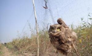 津報評候鳥遭非法捕殺：對破壞行為決不手軟，決不搞下不為例