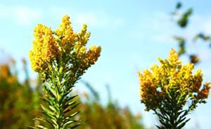 生態(tài)殺手“一枝黃花”泛濫，南昌一未開發(fā)土地滿山鮮花變野花